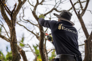 Professional tree care service in Christchurch pruning trees arborist