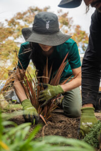 gardener planting natives plants in a garden in Christchurch