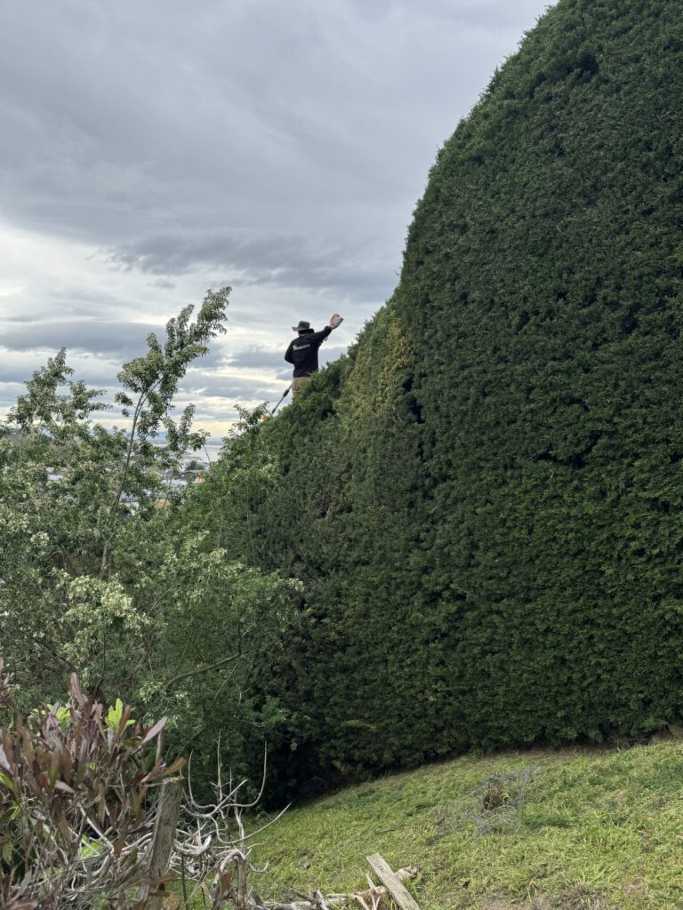 gardener hedge trimming large hedge in Christchurch with an electric hedge trimmer