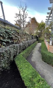 garden hedges trimmed professionally in a backyard in christchutch