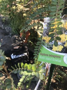 Christchurch native planting by ecocare gardener in residential garden