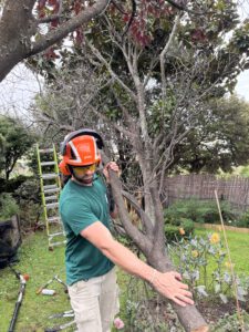 large branches and tree removal in residential property in christchurch
