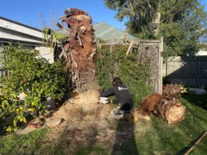 Tree cut down and removed in residential property in christchurch city