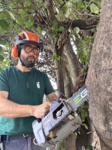Electric chainsaw cutting tree in Christchurch backyard