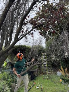 Tree removal from residential property in Christchurch by professional arborist