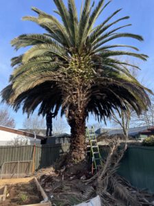 large tree cutting and removal by professional arborist from the backyard of a property in Christchurch