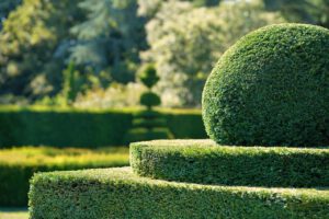 Topiary hedges trimmed into aesthetic rounded balls in residential back garden