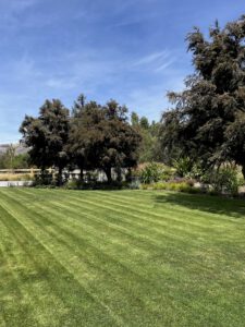 Lawn mowing in residential area in christchurch