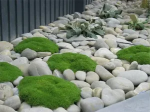 ground covers planted in white stone garden in a residential property in christchurch city