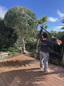 Gardener hedge trimming olive tree with electric hedge trimmer